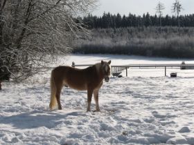 Winter-2010-1 (19).JPG