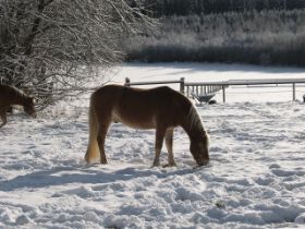 Winter-2010-1 (20).JPG