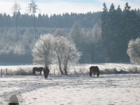 Winter-2010-1 (5).JPG