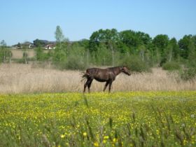 k-IMG_1299.JPG