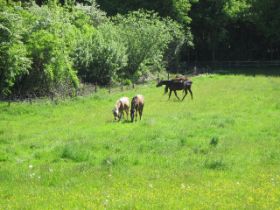 k-IMG_1308.JPG